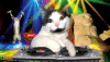 动漫 卡通 猫猫 电音