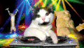 动漫 卡通 猫猫 电音