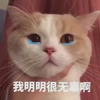 萌宠 猫星人 我明明很无辜啊 想哭 搞怪 逗