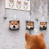 萌宠 柴犬 ？咋了 啥情况 呆萌