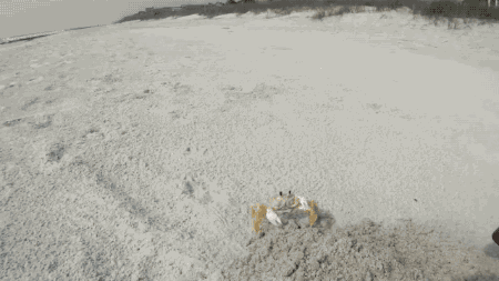 螃蟹 crab 沙滩 攻击