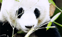 熊猫 小吃货 竹子 萌化了 天然呆 动物 panda