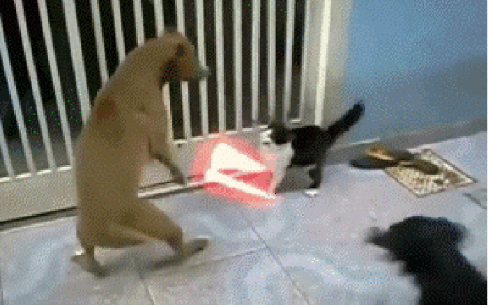 猫咪 狗狗 打架 搞笑