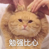 萌宠 猫咪 猫 喵星人 比心 撩 爱你