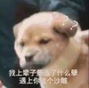 萌宠 汪星人 造孽 沙雕 搞怪 逗
