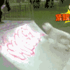 萌宠 狗狗 看着都疼 紧跟