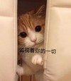 萌宠 喵星人 监视着你的一切 看着你 呆萌 可爱