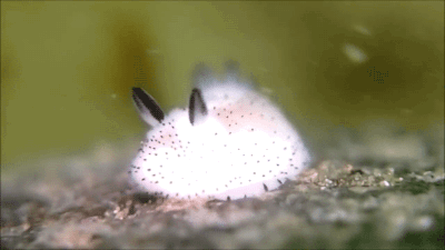萌物 猎奇 海蛞蝓 萌 美 发光