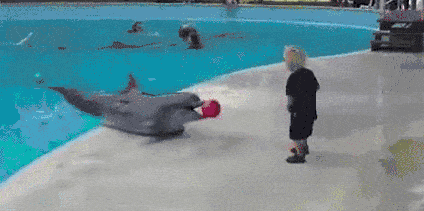 海豚 dolphin 玩耍 聪明