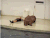 减肥 生活 饲养员 搞笑 gif