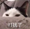 萌宠 猫星人 打扰了 无奈 呆萌 可爱