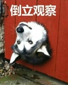 狗狗 搞笑 雷人 斗图 可爱 倒立观察