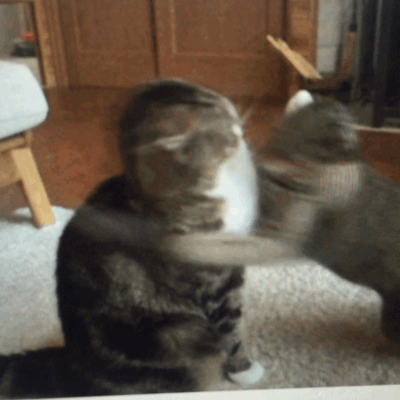 猫咪 打仗 扑倒 地毯