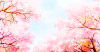 天空 落叶 美景 二次元