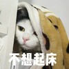 萌宠 猫星人 不想起床 太冷了 搞怪 逗