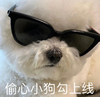 萌宠 汪星人 偷心小狗勾上线 开心 搞怪 逗