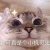 萌宠 猫星人 我可真是个小机灵鬼 开心 呆萌 可爱