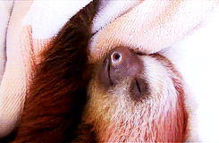 树懒 sloth 依偎