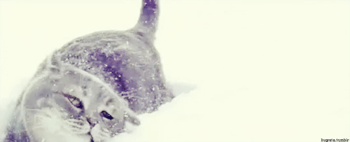 冬天 季节 雪, 冬天, 猫