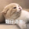 萌宠 猫星人 靓仔语塞 无奈 呆萌 可爱