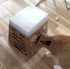 猫咪 地板 滑动 玩耍