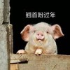 萌宠 猪 翘首盼过年 新年快到了 可爱 憨憨