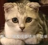 萌宠 猫星人 眉头一皱 发现事情并不简单 无奈 呆萌 可爱