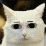 沙雕猫 猫咪 猫 可爱猫 猫表情包 猫咪表情包 小猫
