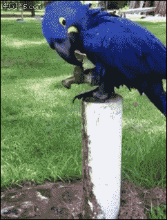 动物 鹦鹉 聪明 喝水