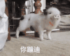 猪 宠物小猪 宠物猪 萌宠 蹦迪