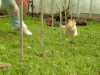 搞笑 开心 猫咪