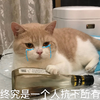 萌宠 猫星人 终究是一个人抗下了所有 哭泣 搞怪 呆萌