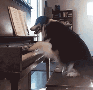 牧羊犬 汪星人 弹钢琴