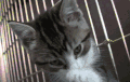 喵星人 猫咪 可爱 萌宠