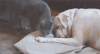 狗狗 猫咪 生病 安慰