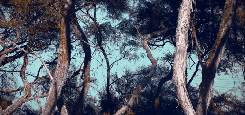 Aotearoa Ludovic&Gibert 宣传片 新西兰 树木 风景