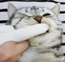 猫咪 牙齿  手指 萌宠