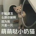 喵星人 可爱 猫咪 萌萌哒小奶猫 搞笑