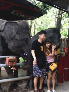 动物 大象 凶猛 搞笑 拍照