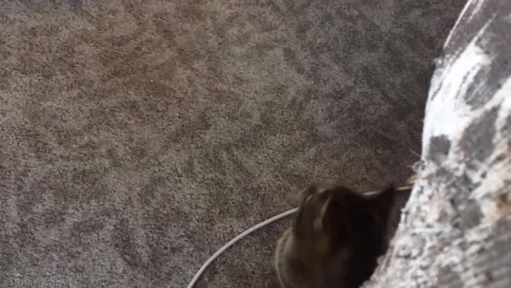 老鼠 猫 伙计 玩