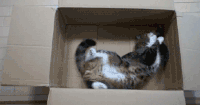 猫 可爱 卖萌 乖巧