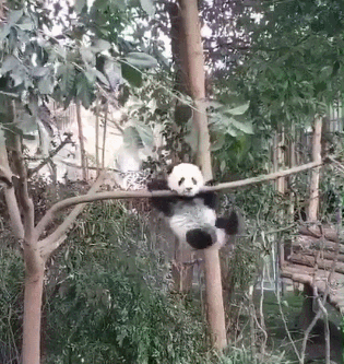 熊猫 爬树 搞笑 可爱 淘气