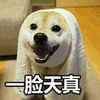 一脸天真 狗 柴犬