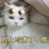 萌宠 喵星人 懒得理你 脸上写满了不屑 淘气 傲娇