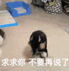 萌宠 汪星人 求求你 不要再说了 搞怪 呆萌