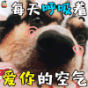 萌宠 狗 撩 爱你的空气 呼吸 soogif soogif出品