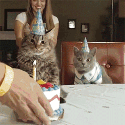 猫咪 生日蛋糕 搞笑 扔一边
