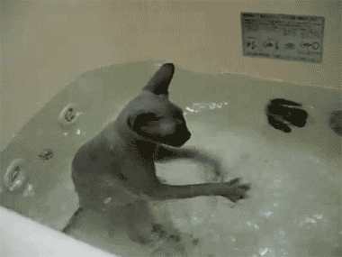 猫咪 洗澡 玩水 可爱