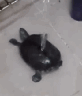 乌龟 就爱洗澡 扭动
