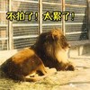 狮子 动物 休息 不拍了太累了